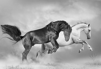 Fototapeta Biely a čierny kôň 1091
